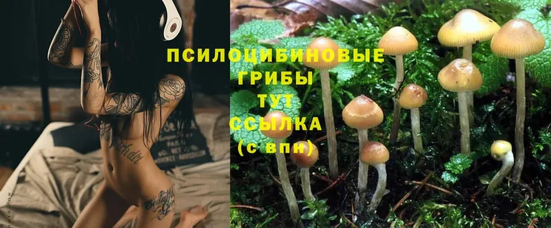 Галлюциногенные грибы Cubensis Ельня